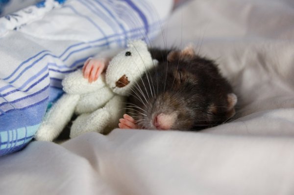 Спокойной ночи с мышкой