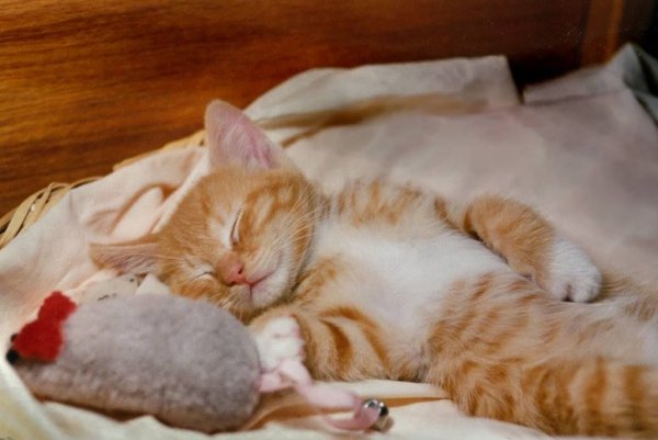 Спокойной ночи с рыжим котом