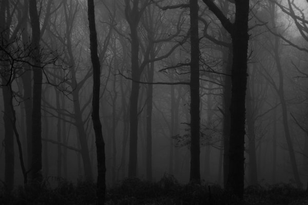 Темного леса с туманом ночью