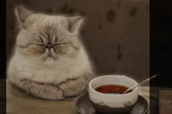 Утро с чаем и котами с надписями