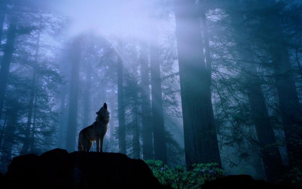 Волчонок ночью