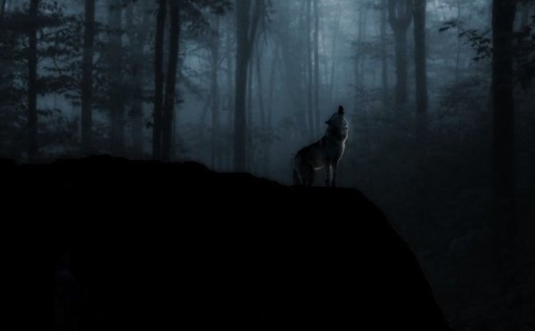 Волк и лес ночью