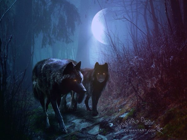 Волк ночью