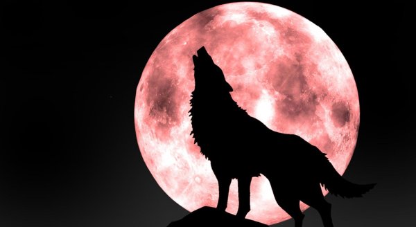 Волка воющего на луну ночью