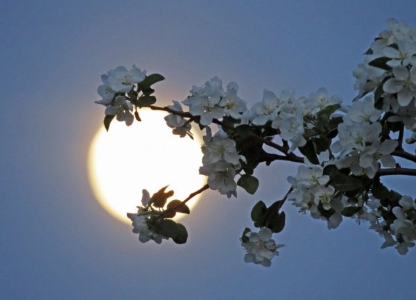 Яблоневый сад ночью
