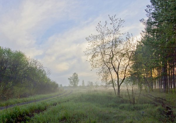 Хмурое летнее утро