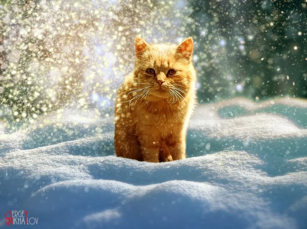 Кот и снег утром