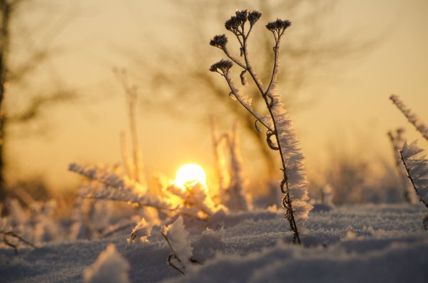 Морозное утро без снега