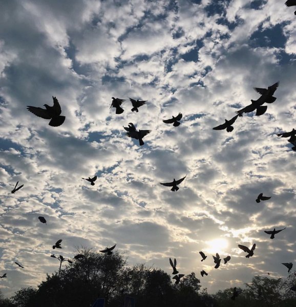 Птицы в небе утром