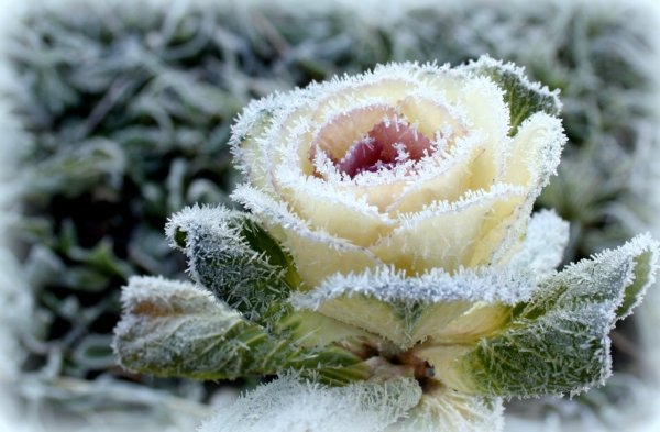 С добрым утром с розами на снегу