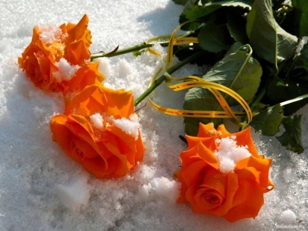 С добрым утром с цветами на снегу