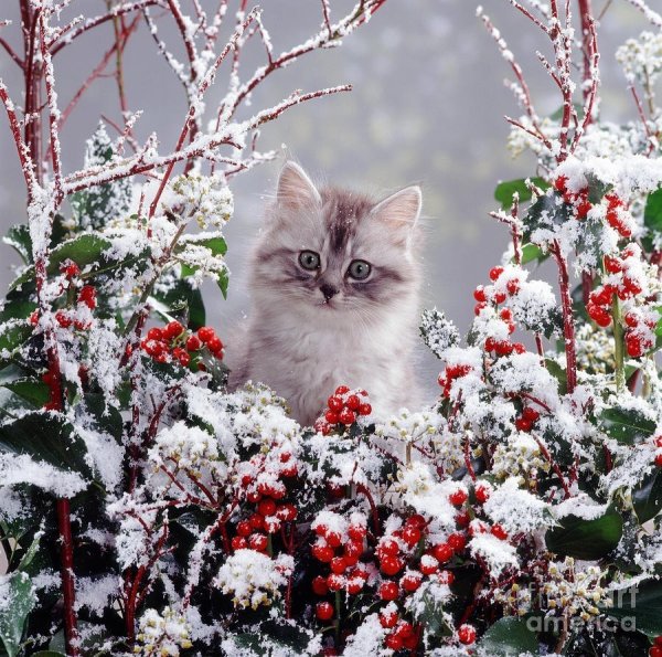 С добрым утром зимние с котиками