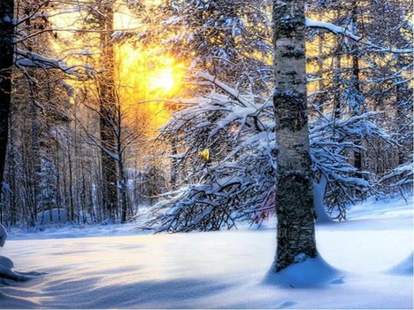 С изображением зимнего утра