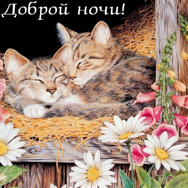 С котиками добрый вечер и доброй ночи