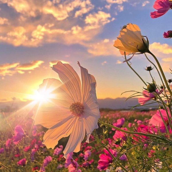 Солнечное утро с цветами