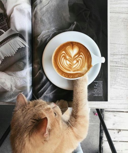 Утро кофе с кошкой