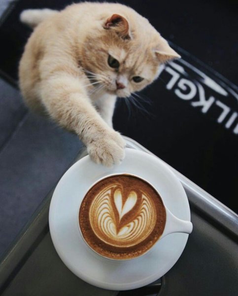 Утро кофе с котом