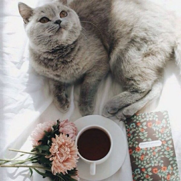 Утро котики и чай