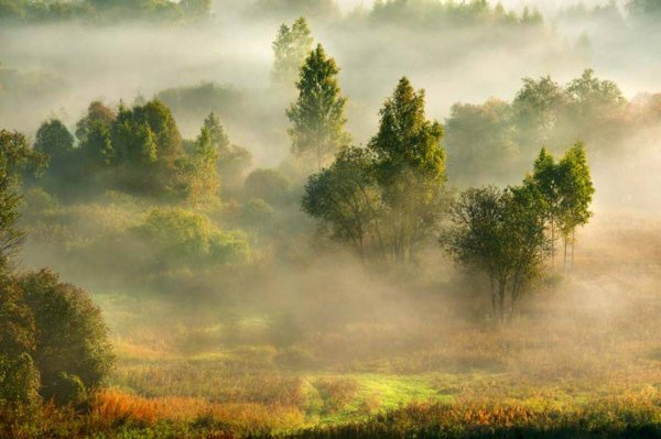 Утро лес и туман