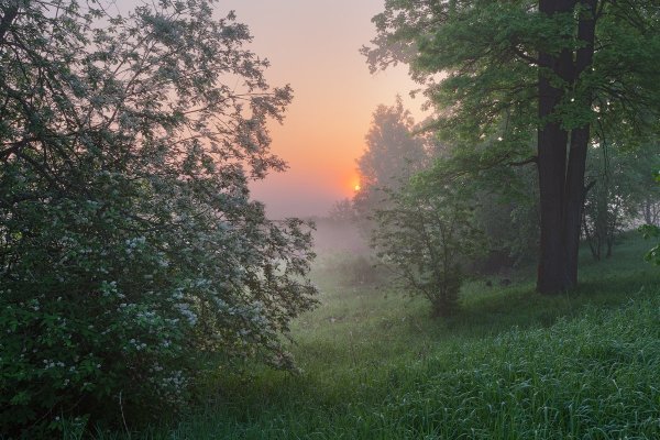 Утро в весеннем лесу