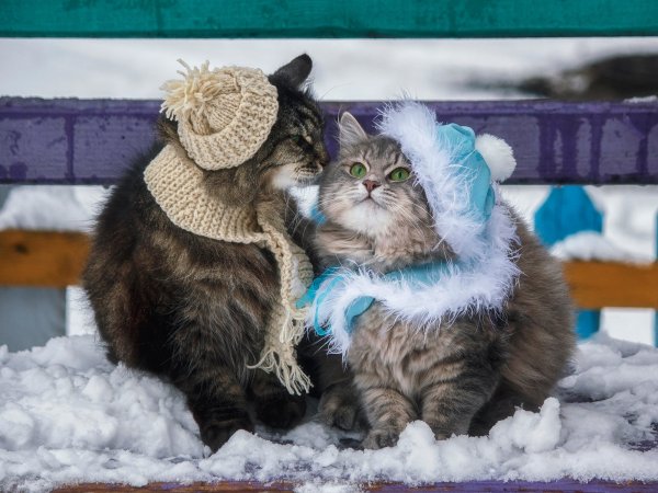 Утро зимы с кошками