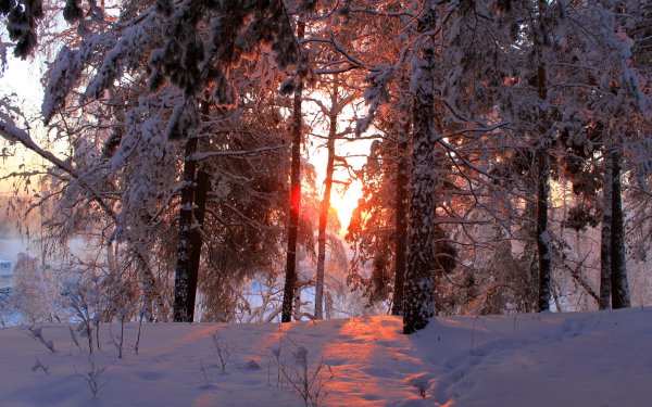Зима лес утром