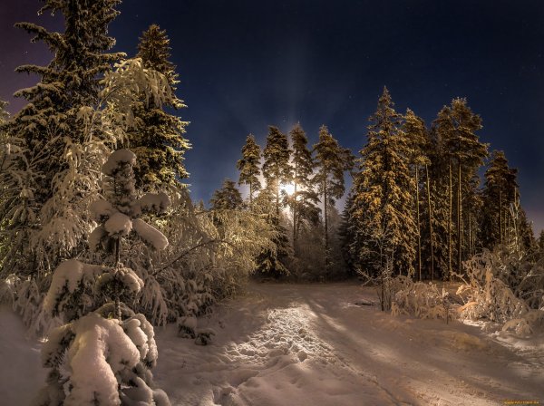 Зимний лес вечером красивые