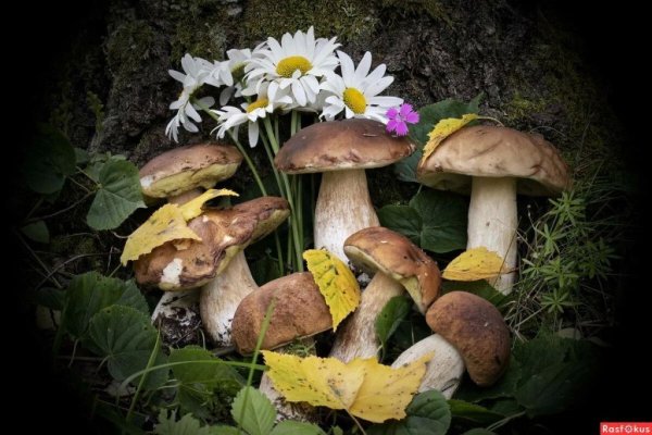 День грибов 16 апреля