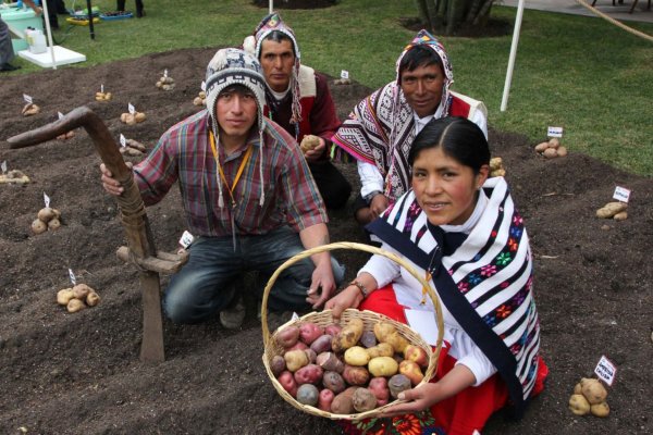 День картофеля в Перу 30 мая