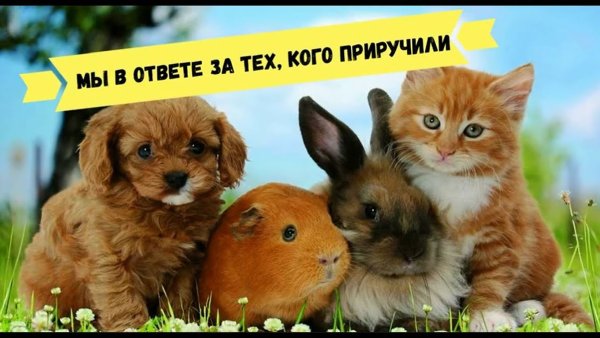День родителей домашних животных 27 апреля