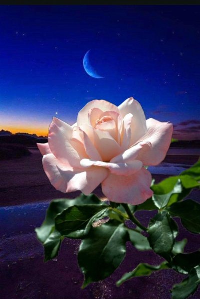 Добрый вечер и ночь с розами