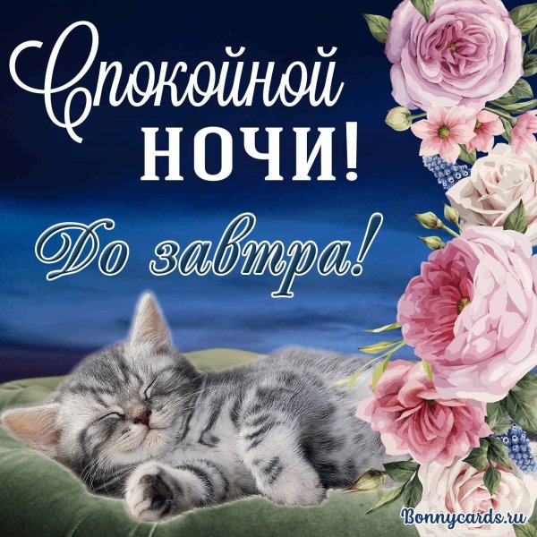 Доброй ночи и сладких снов с котятами