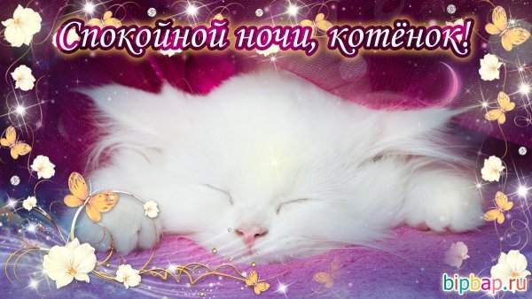 Доброй ночи мой любимый котенок