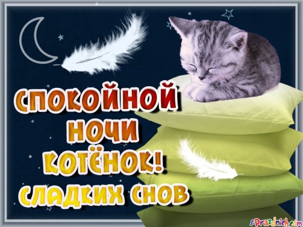 Доброй ночи мой сладкий котик