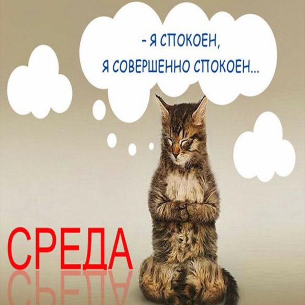 Приколы всех со средой