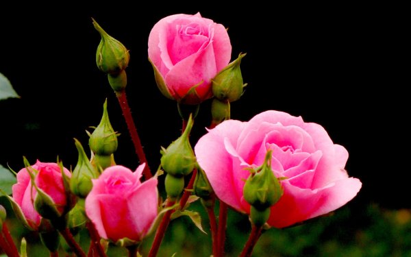 С красивыми розами и пожеланиями доброй ночи
