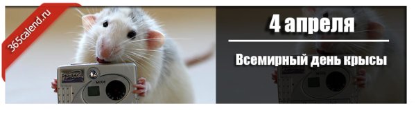 Всемирный день крысы 4 апреля