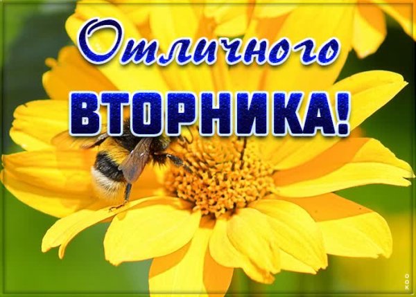 Жду вторника