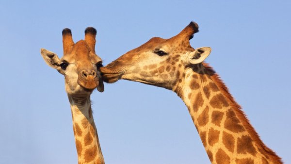 Всемирный день жирафов 21 июня