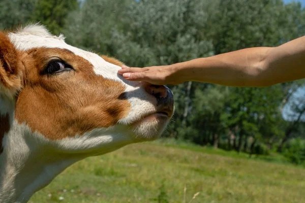 День благодарности коровам 12 июля