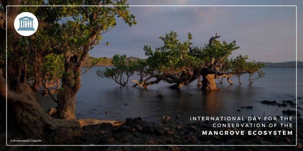 Международный день сохранения мангровых экосистем 26 июля
