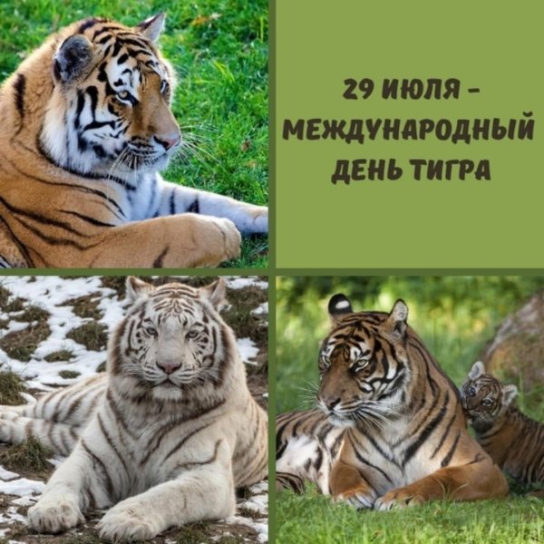 Международный день тигра 29 июля