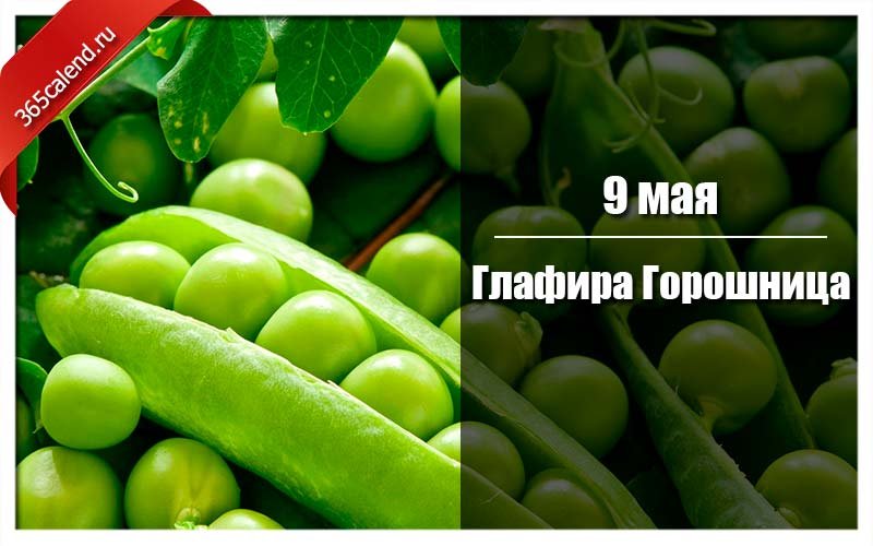 Глафира Горошница   9 мая