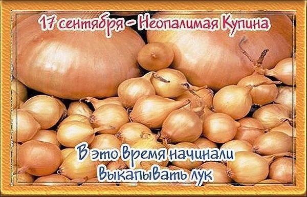 Картинки на день Луки: прикольные открытки с надписями на могущницу