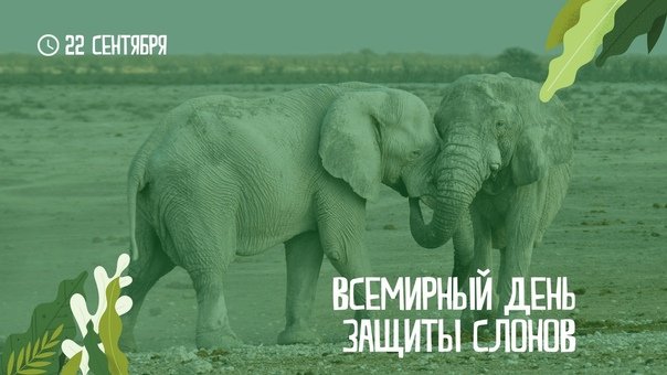 день защиты слонов 22 сентября