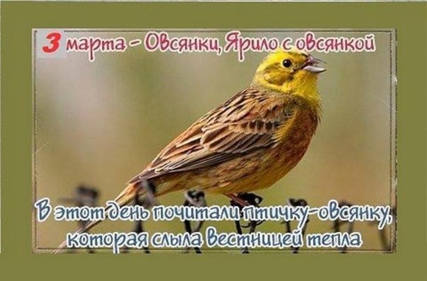 Овсянки   3 марта