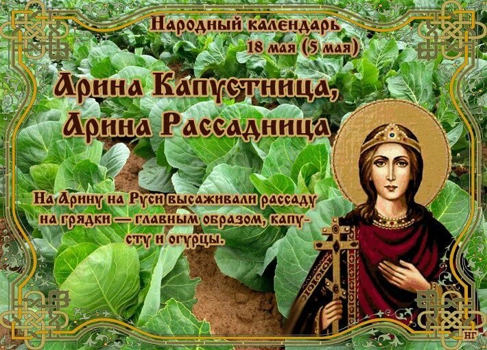 Арина Капустница (Рассадница)   18 мая