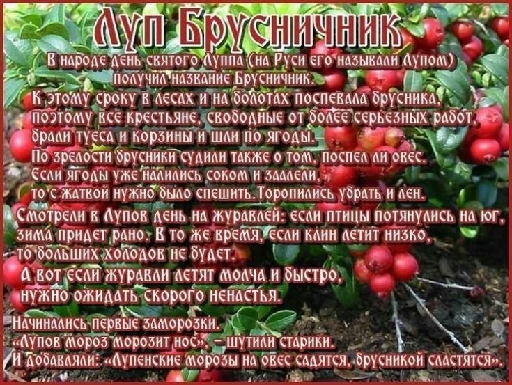 луп брусничник   5 сентября