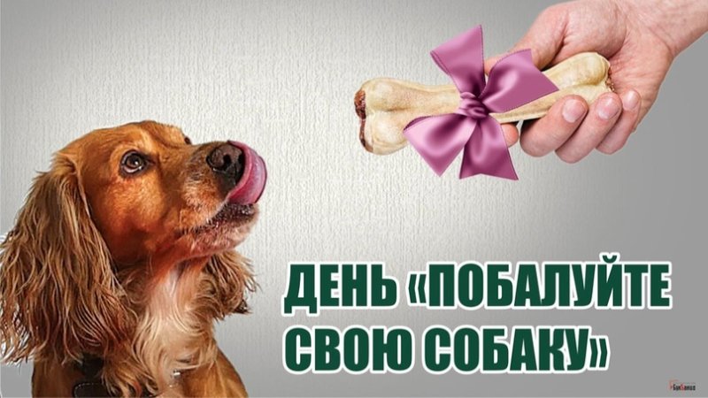 10 Августа день побалуйте свою собаку