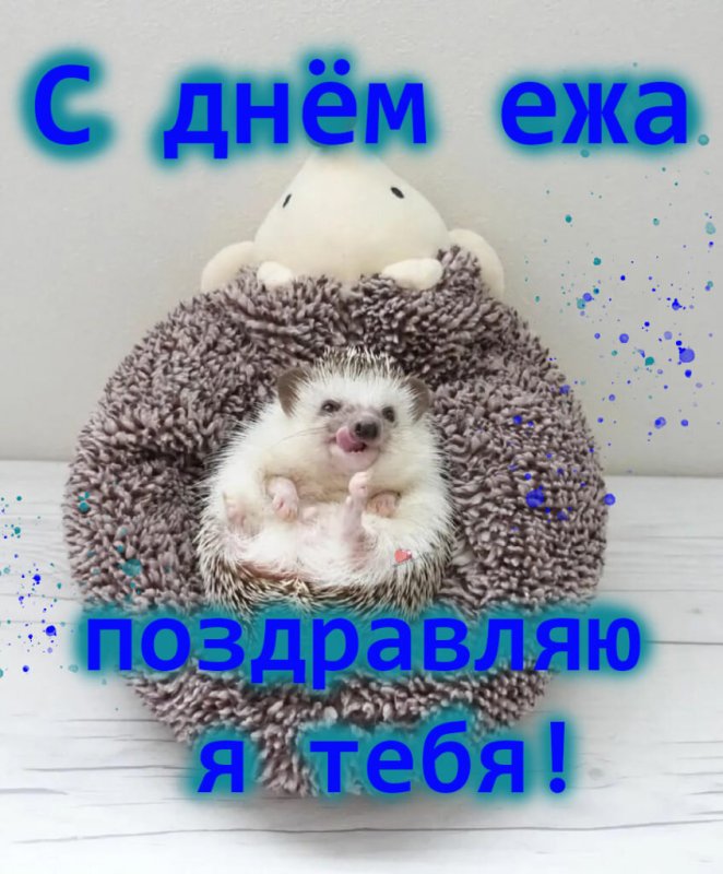 День ежа 2 февраля